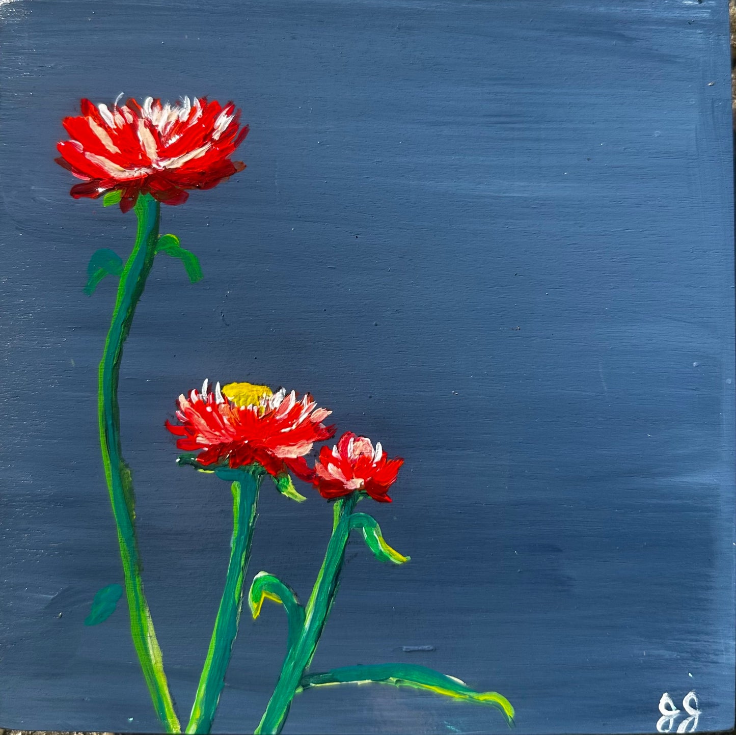 STRAWFLOWERS, Blue, 6 x 6 x 1.75