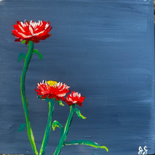 STRAWFLOWERS, Blue, 6 x 6 x 1.75