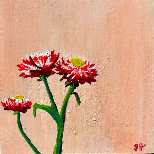 STRAWFLOWERS, Pink 6 x 6 x 1.75