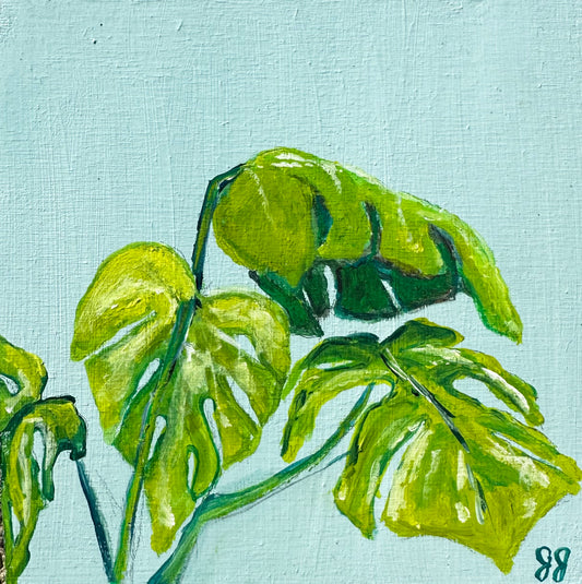 MONSTERA, 6 x 6 x 1.75