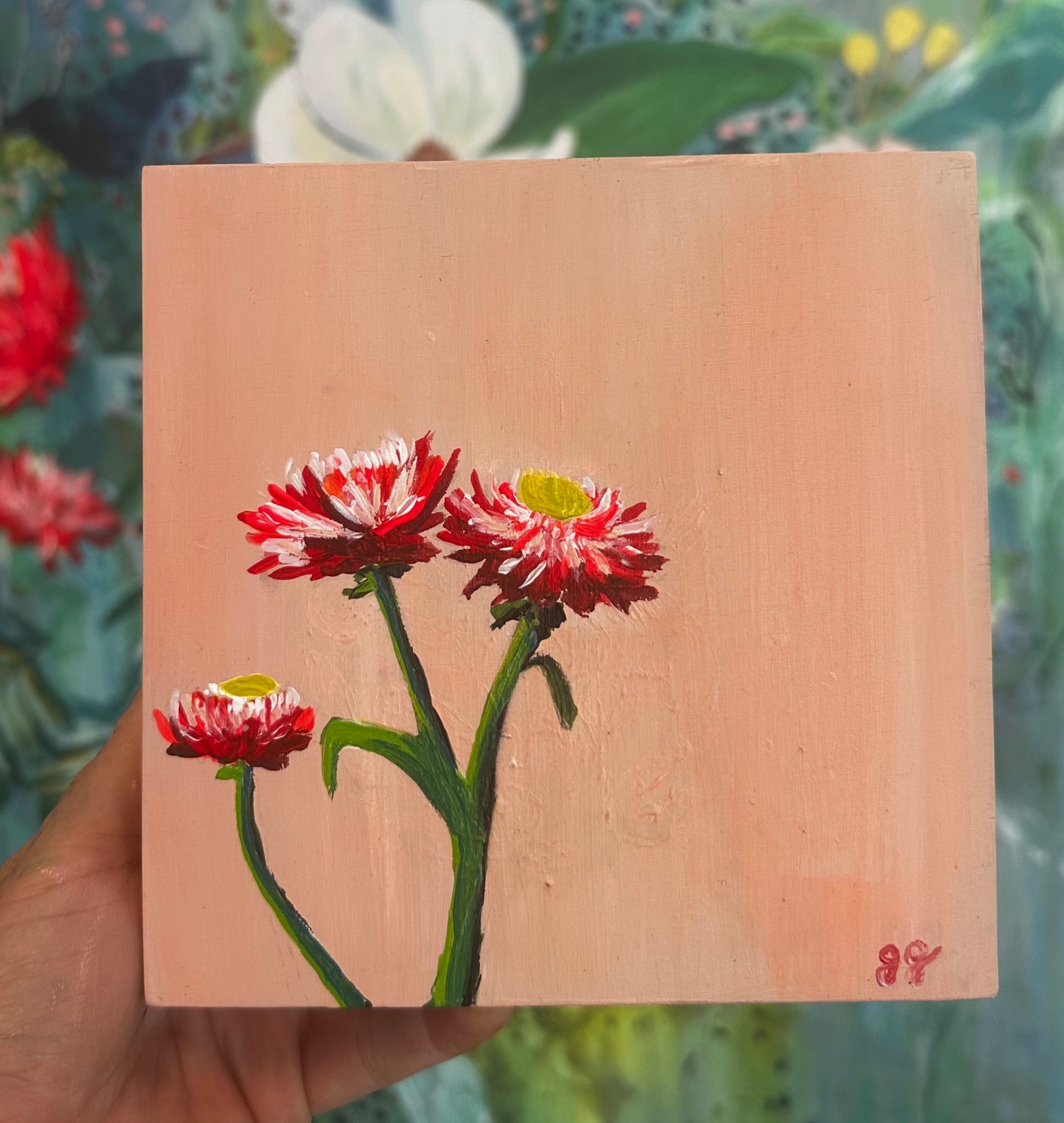 STRAWFLOWERS, Pink 6 x 6 x 1.75